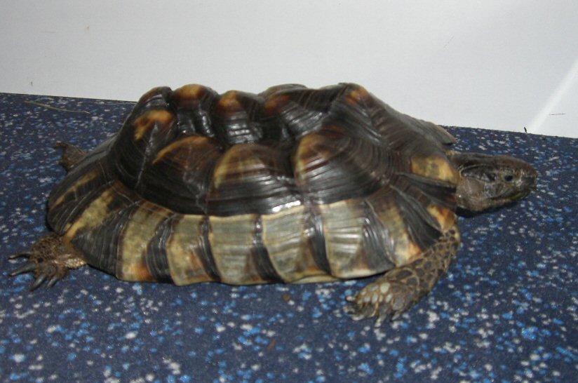 Bagira05
