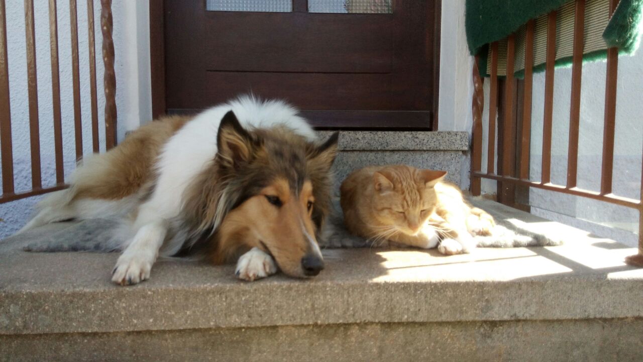 Akira und Merlin