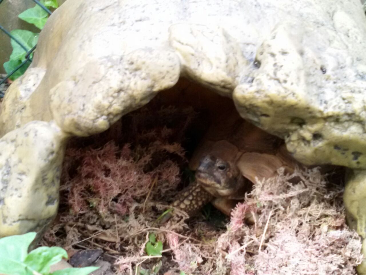 Exoterra Tortoise Cave Höhle