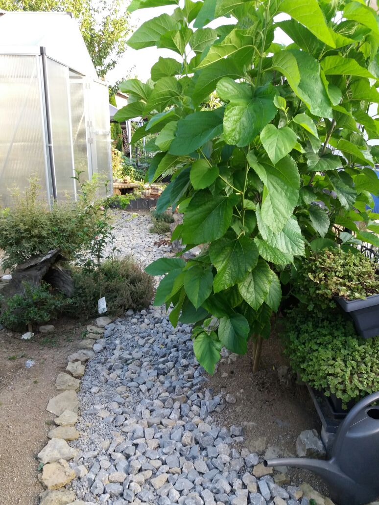 Maulbeerbaum, darunter eine Callesia repens