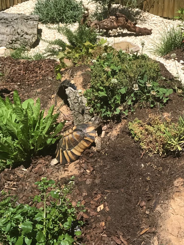 Breitrandschildkröten leben hier