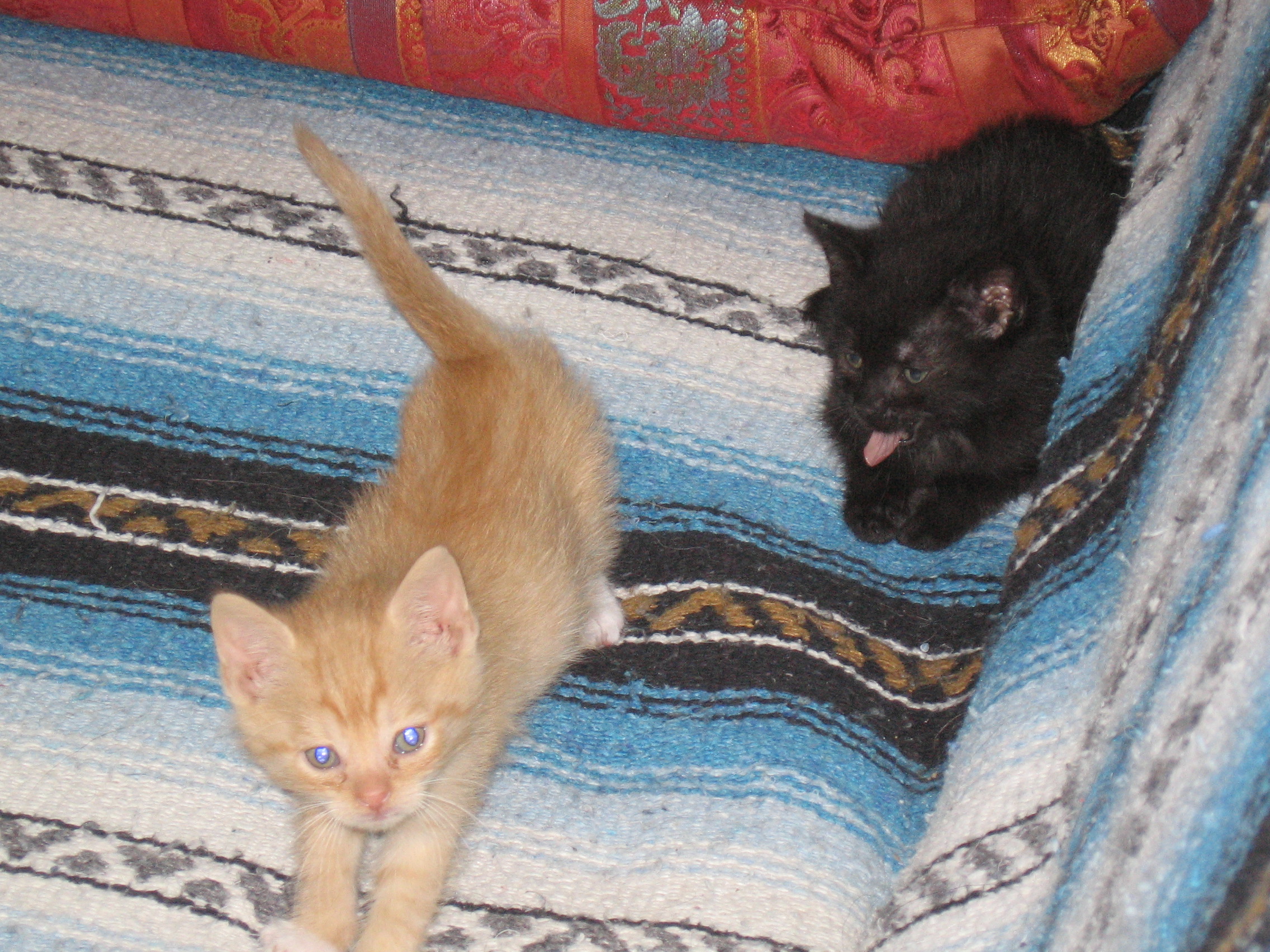 Kleine Katzen