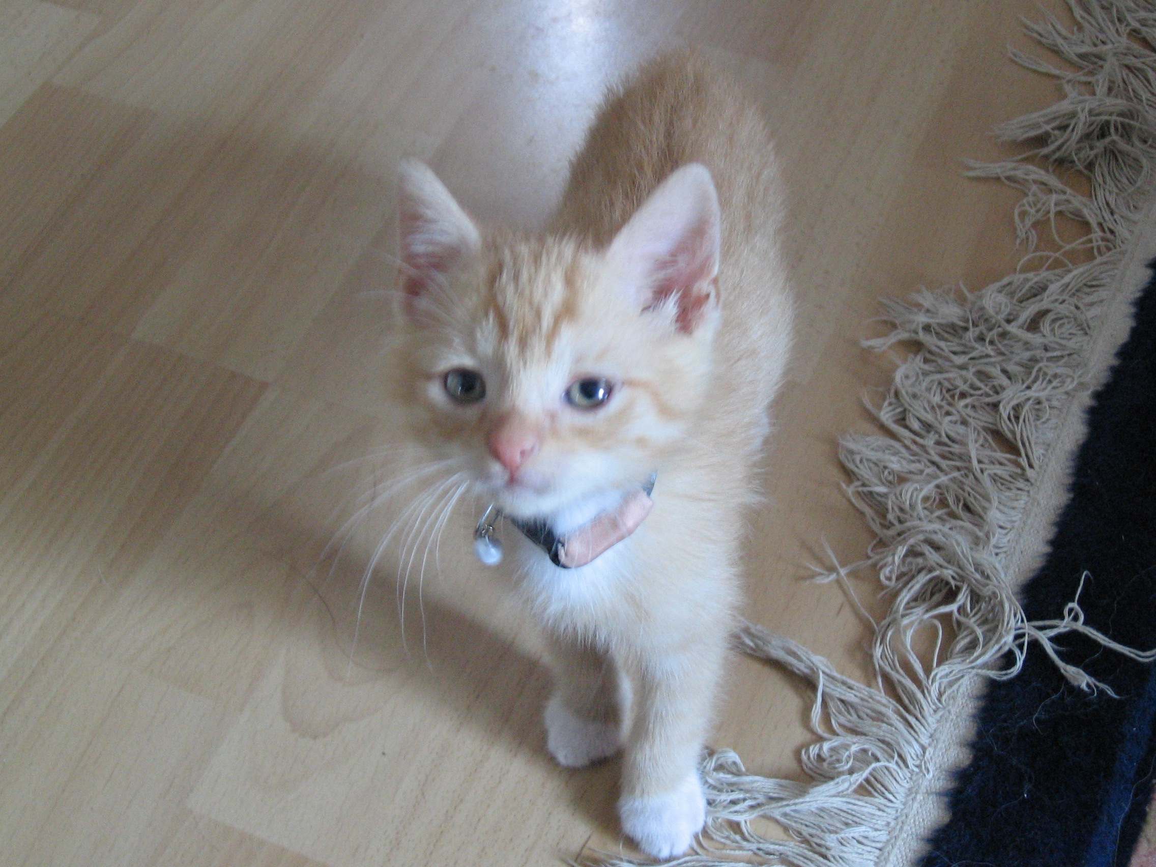 Unser Merlin als Jungkater