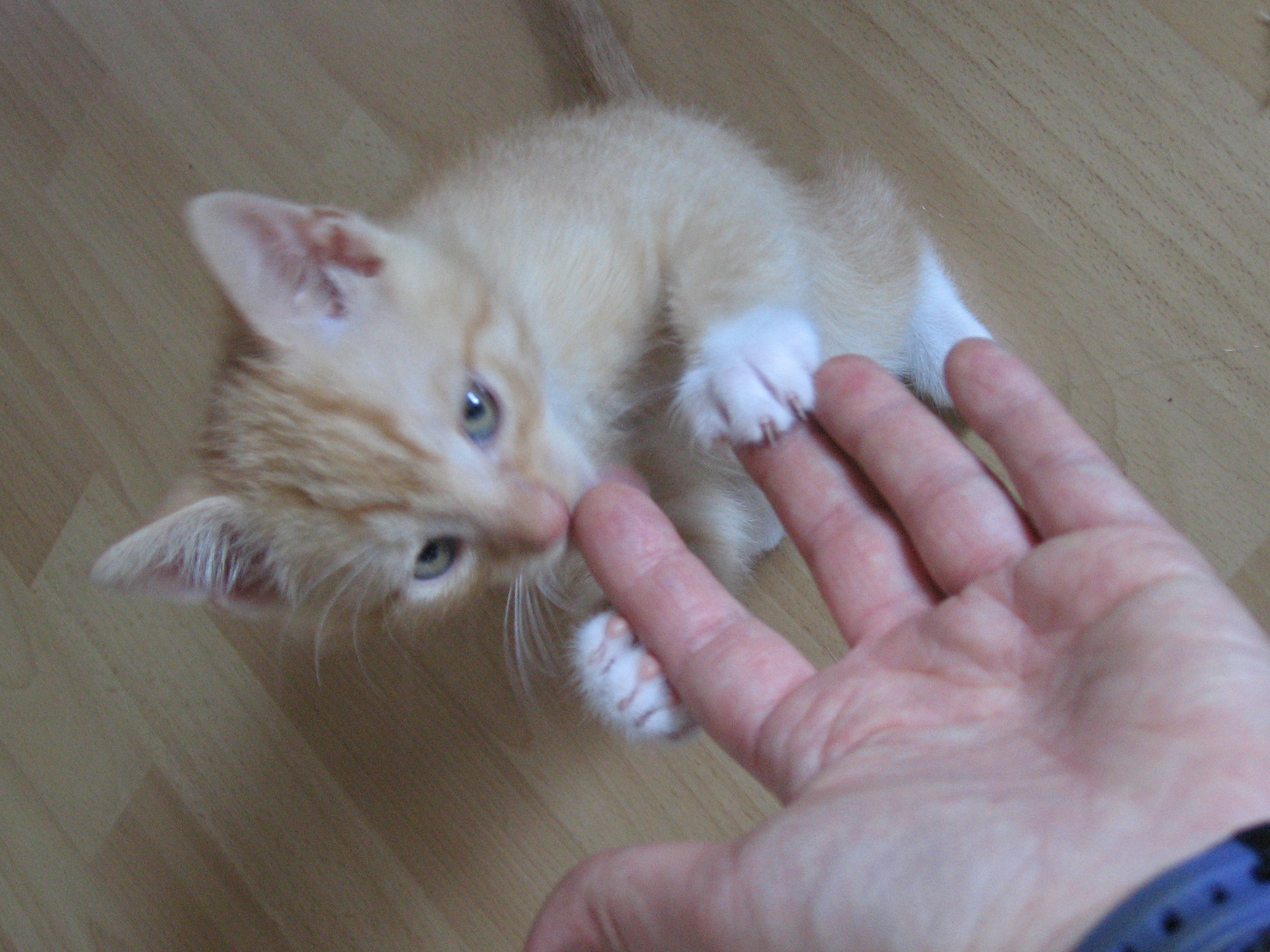 Ein ruhiger ganz lieber Kater