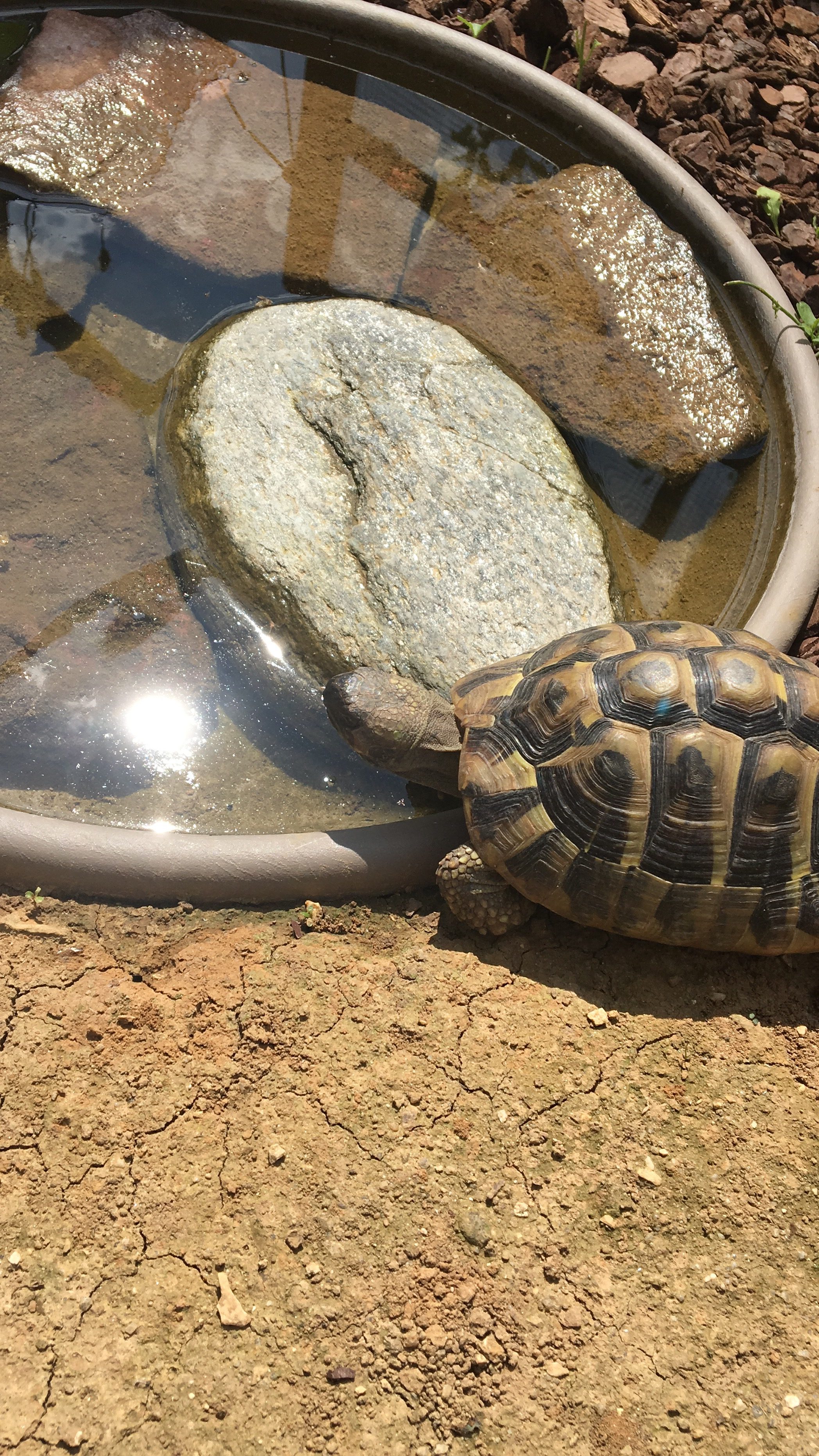 In Tiefe Wasserschalen legt man Steine