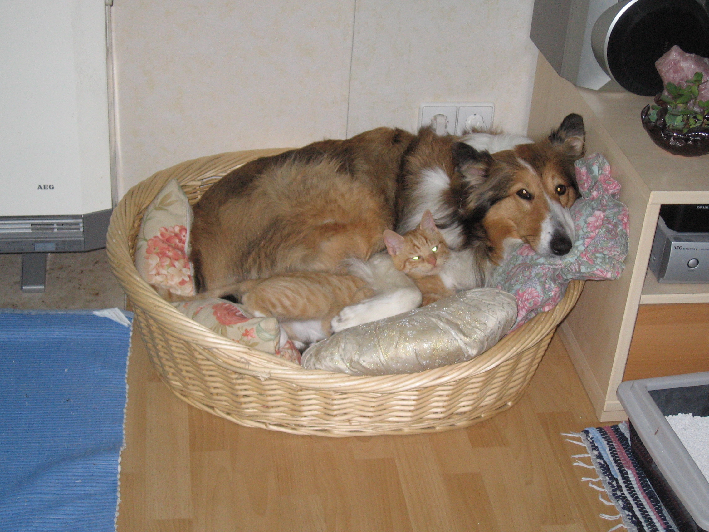 Merlin mit seiner Ziehmutter „Jessy“