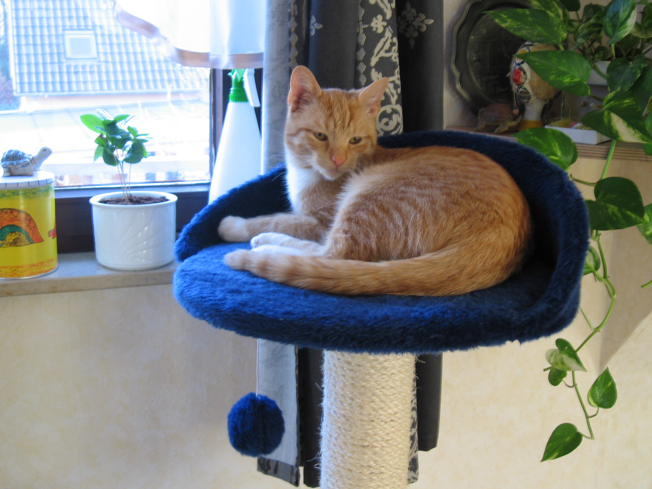 Unser Kater „Merlin“