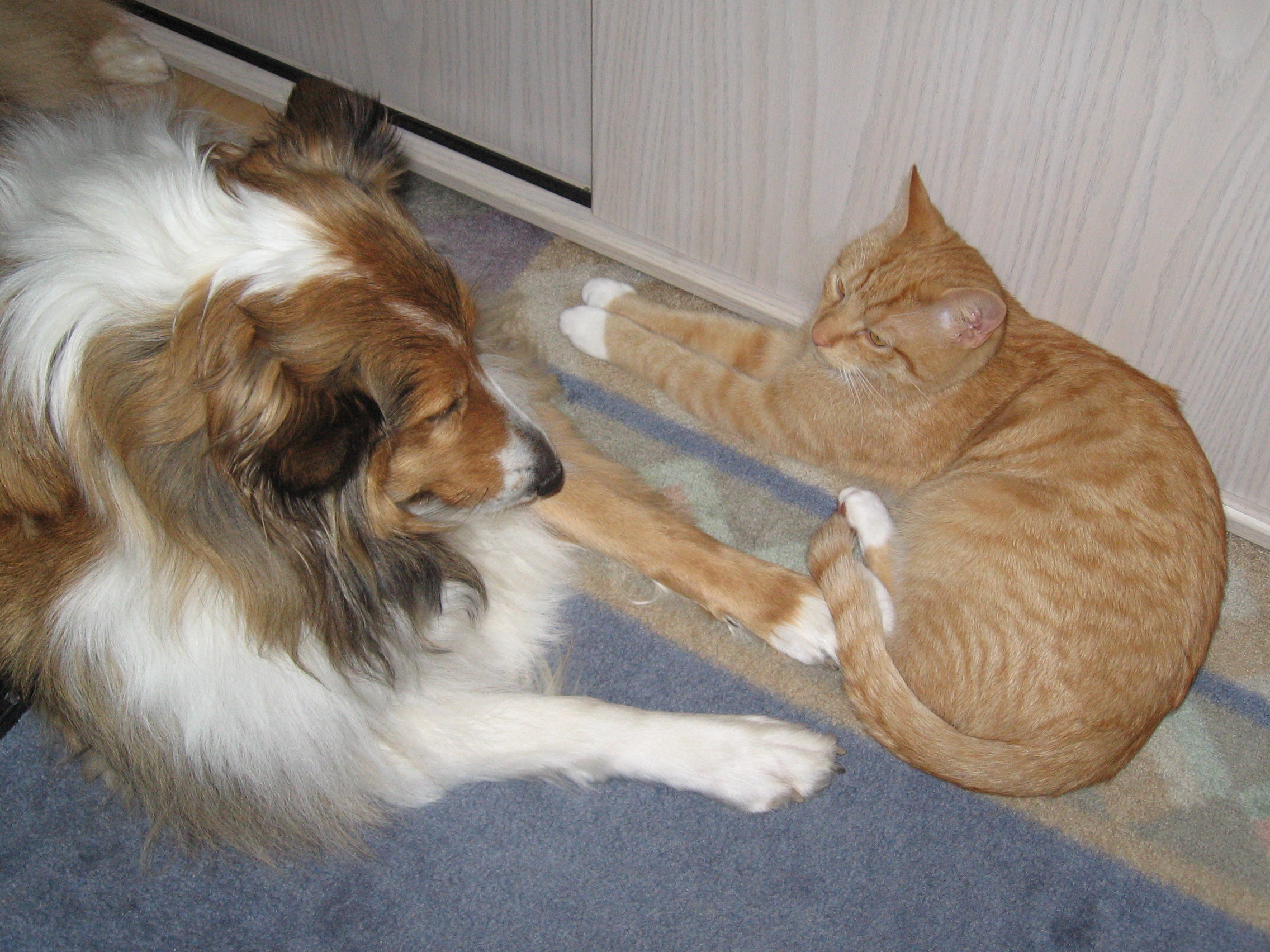 Jessy wird langsam alt, Merlin ist erst 7 Jahre