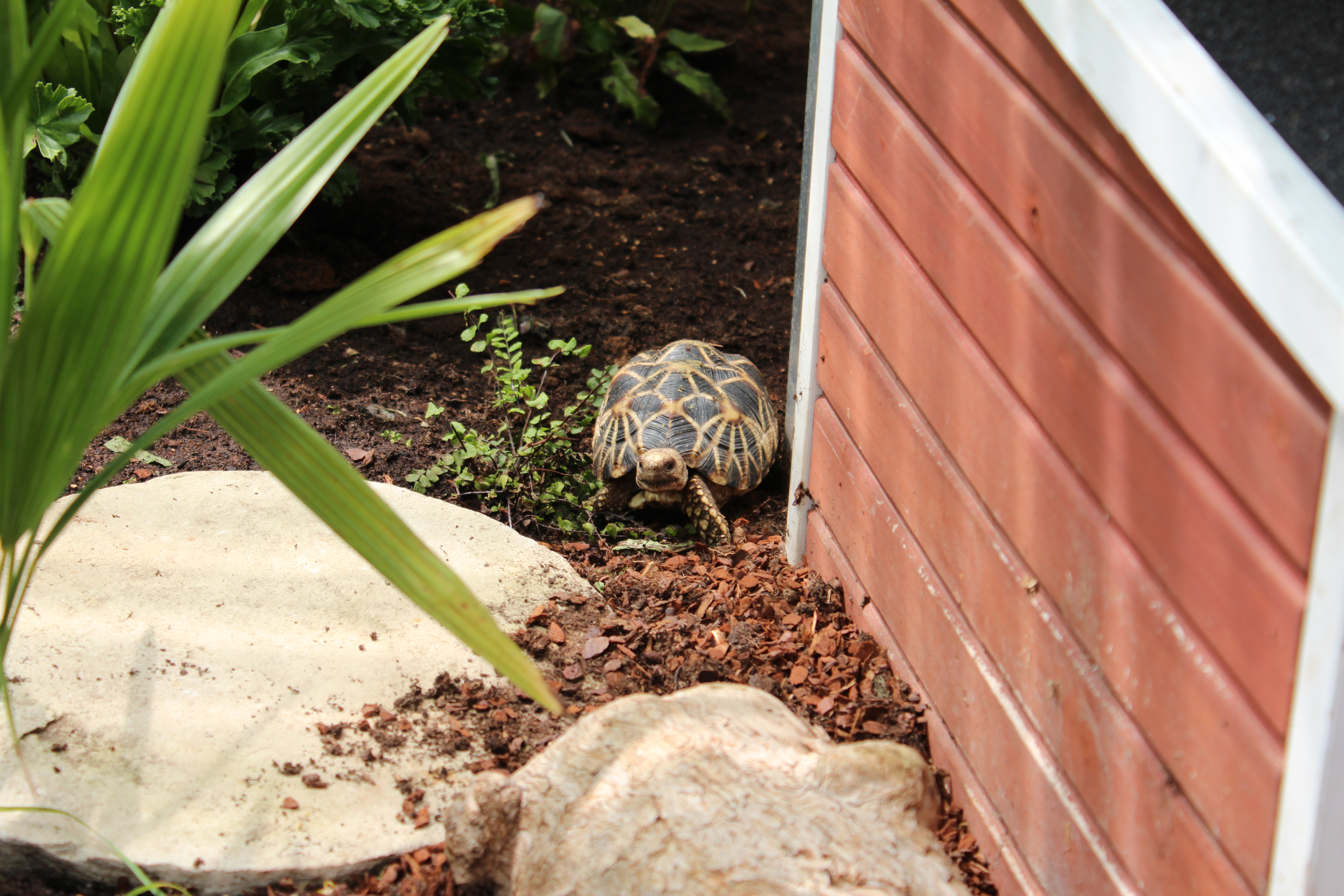 Kleine Burma Sternschildkröte
