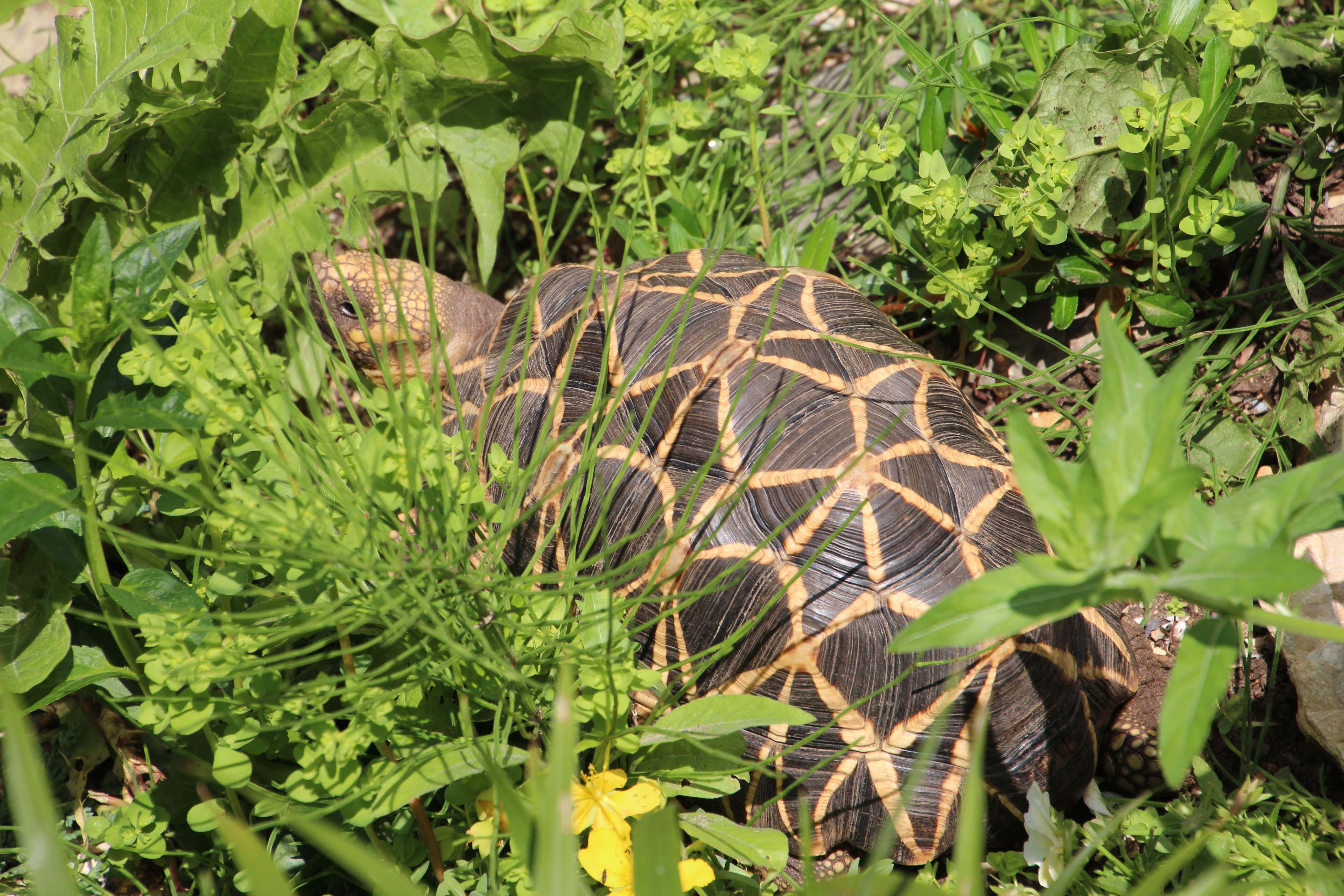 Freilandgehege Burma Sternschildkröte