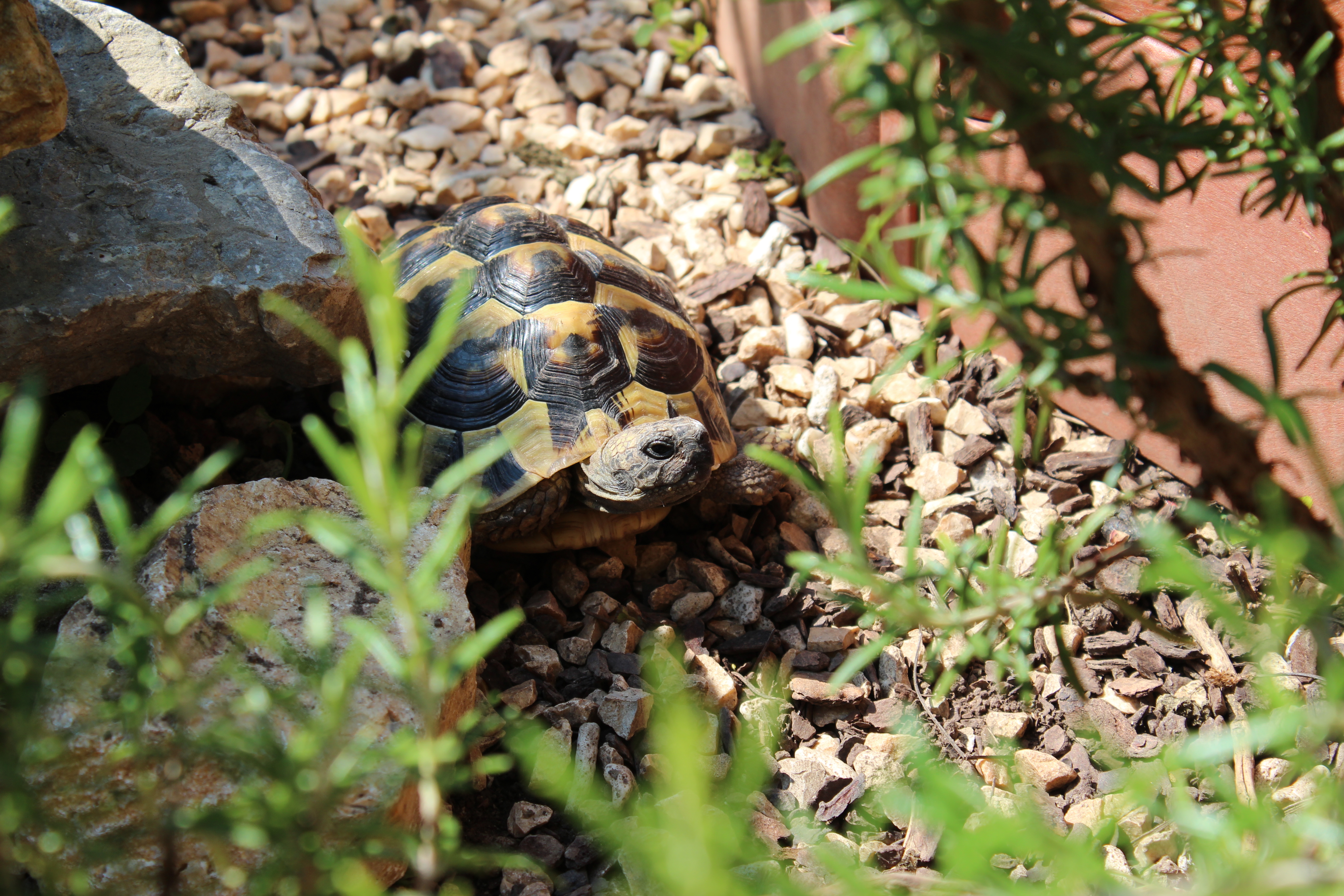 Griechische Landschildkröte (Thb) Weibchen 5 Jahre