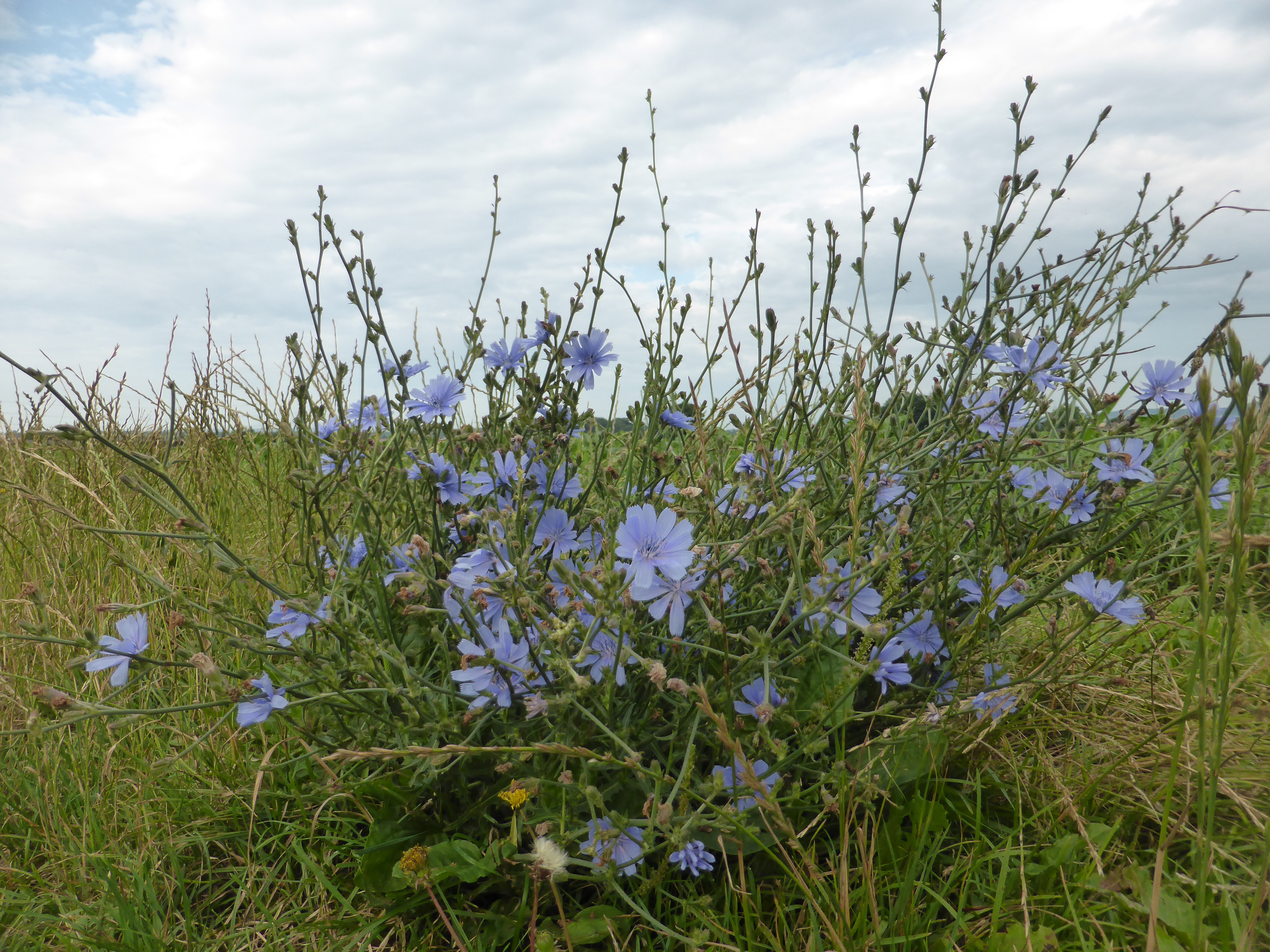 Wegwarte