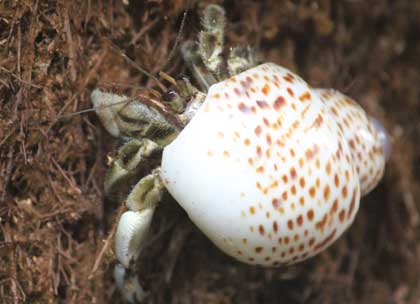 rugosus1