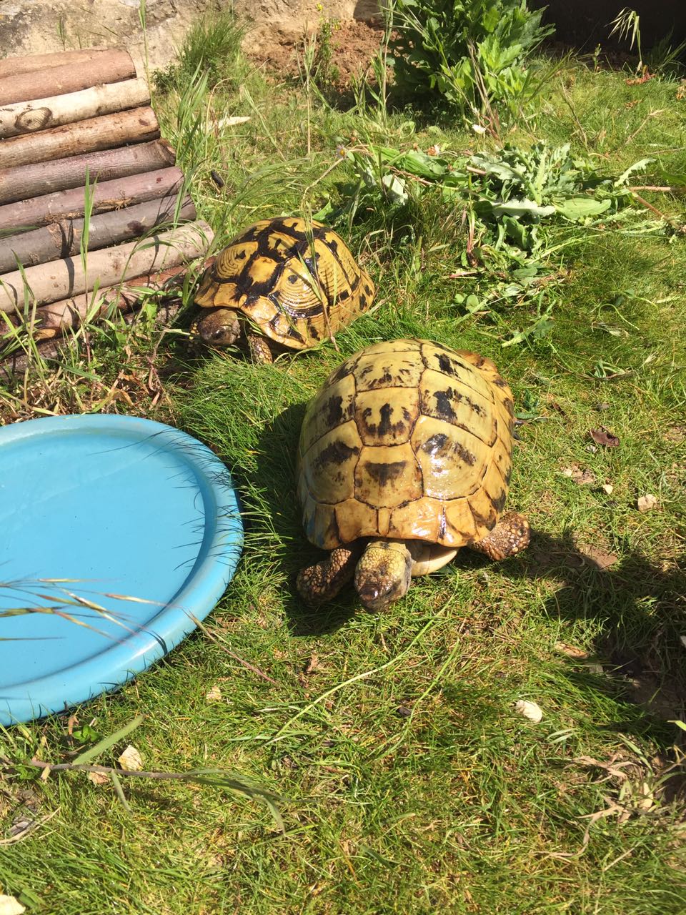 Die Elterntiere