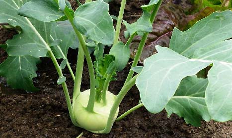 kohl