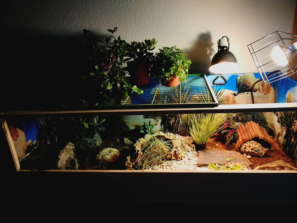 Einrichtung vom Schildkrötenshop Horkheim