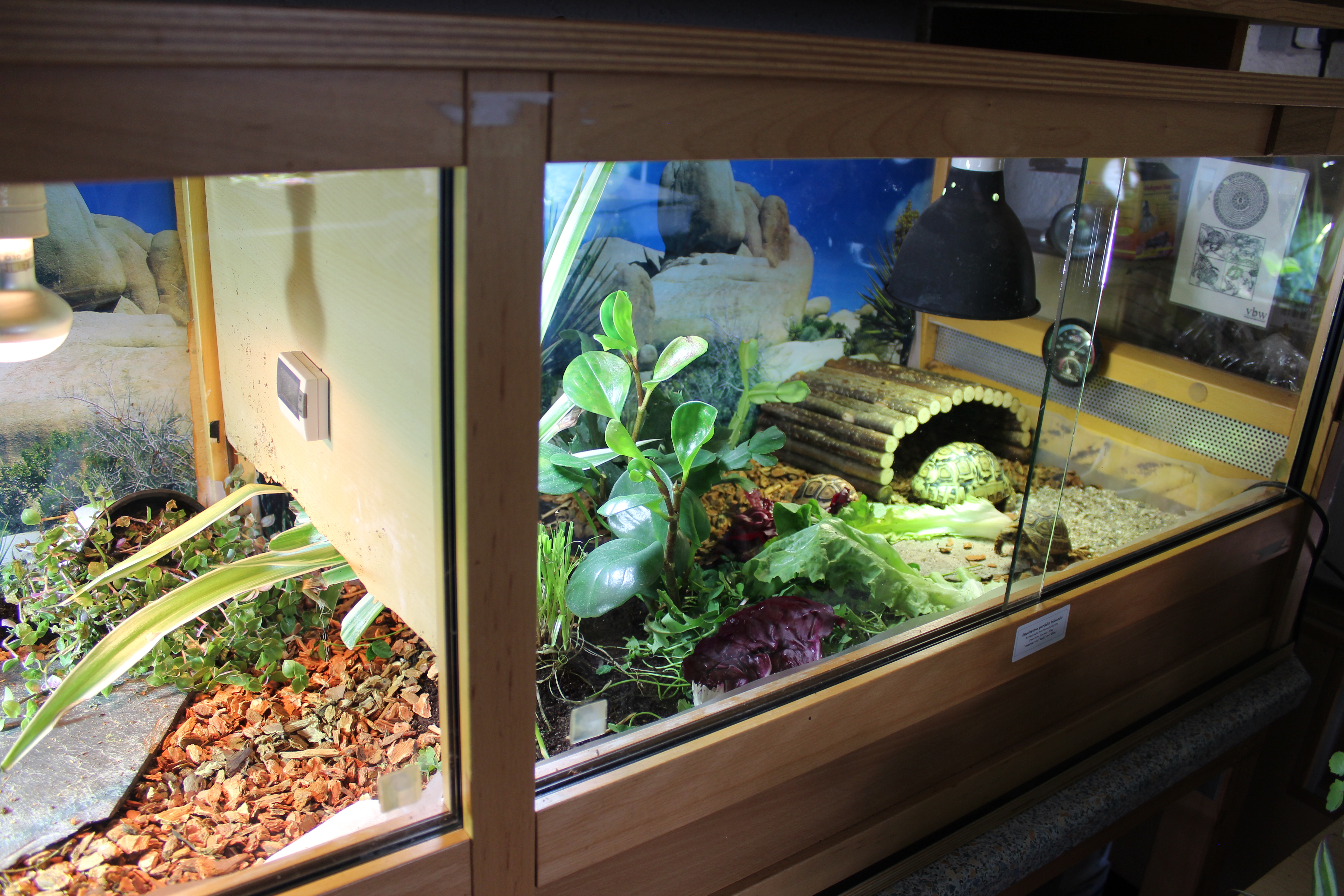 Ansicht Trennwand im Terrarium
