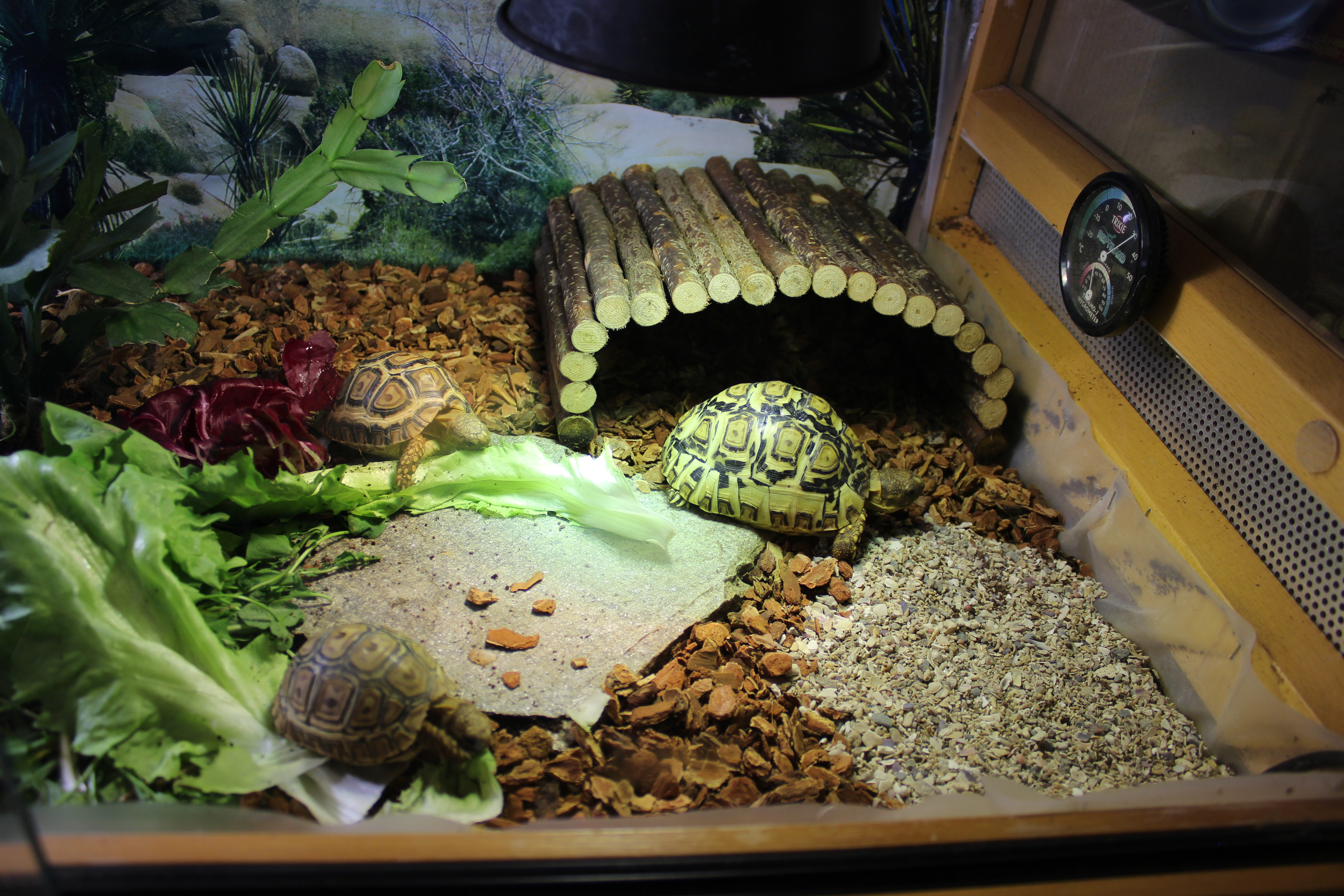 Einstreu Zoomed Reptibark, und Muschelgrit