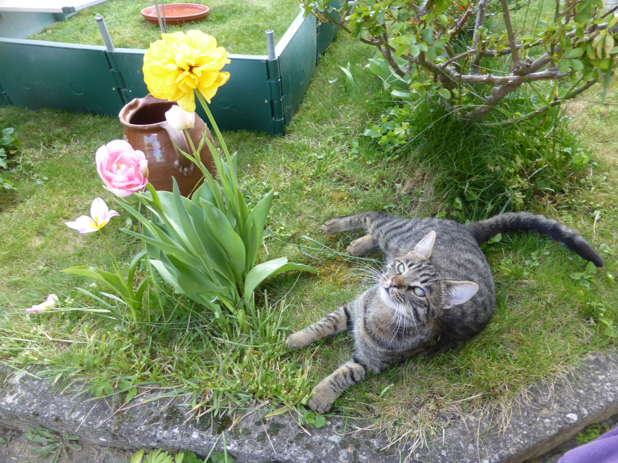 Unser Osterhase